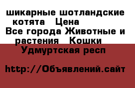 шикарные шотландские котята › Цена ­ 15 000 - Все города Животные и растения » Кошки   . Удмуртская респ.